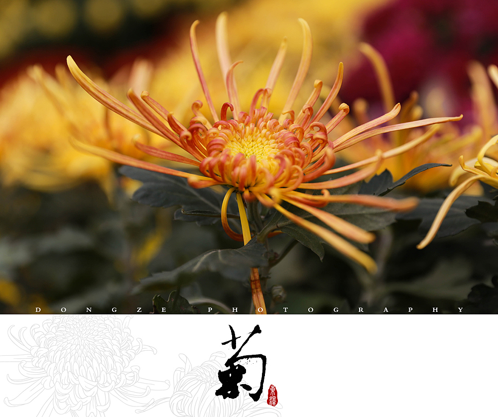 【東泽视觉】福建省第五届菊花展以及莆田市第七届盆景展