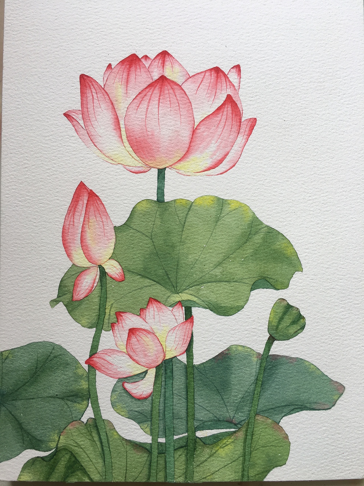 水彩花卉合集（图ZMzE3NjQzMjA4） - 商业插画 - 站酷设计师Z67631737原创素材 - 站酷ZCOOL