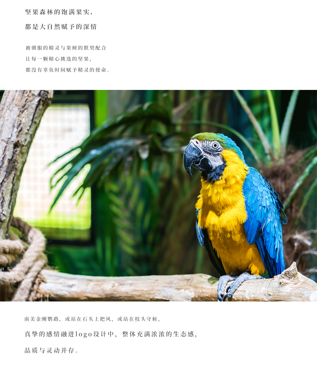品牌定位 | 让一颗好坚果，讲一个故事......（图ZMjgxNjAzODQ0） - 品牌 - 站酷设计师快车道品牌咨询原创素材 - 站酷ZCOOL