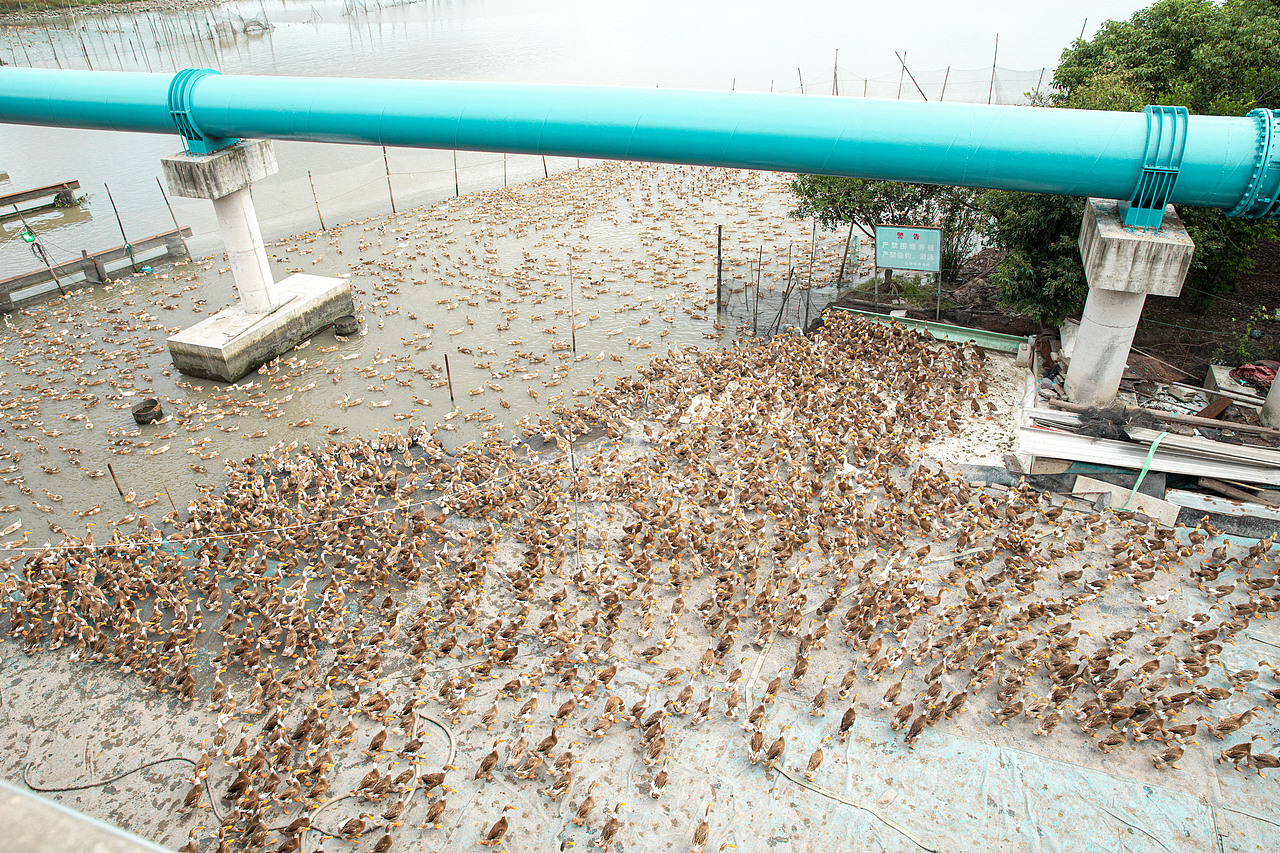 一堆鸭鸭（图ZMjc0NjE0MTg4） - 风光摄影 - 站酷设计师不吃紫菜原创素材 - 站酷ZCOOL