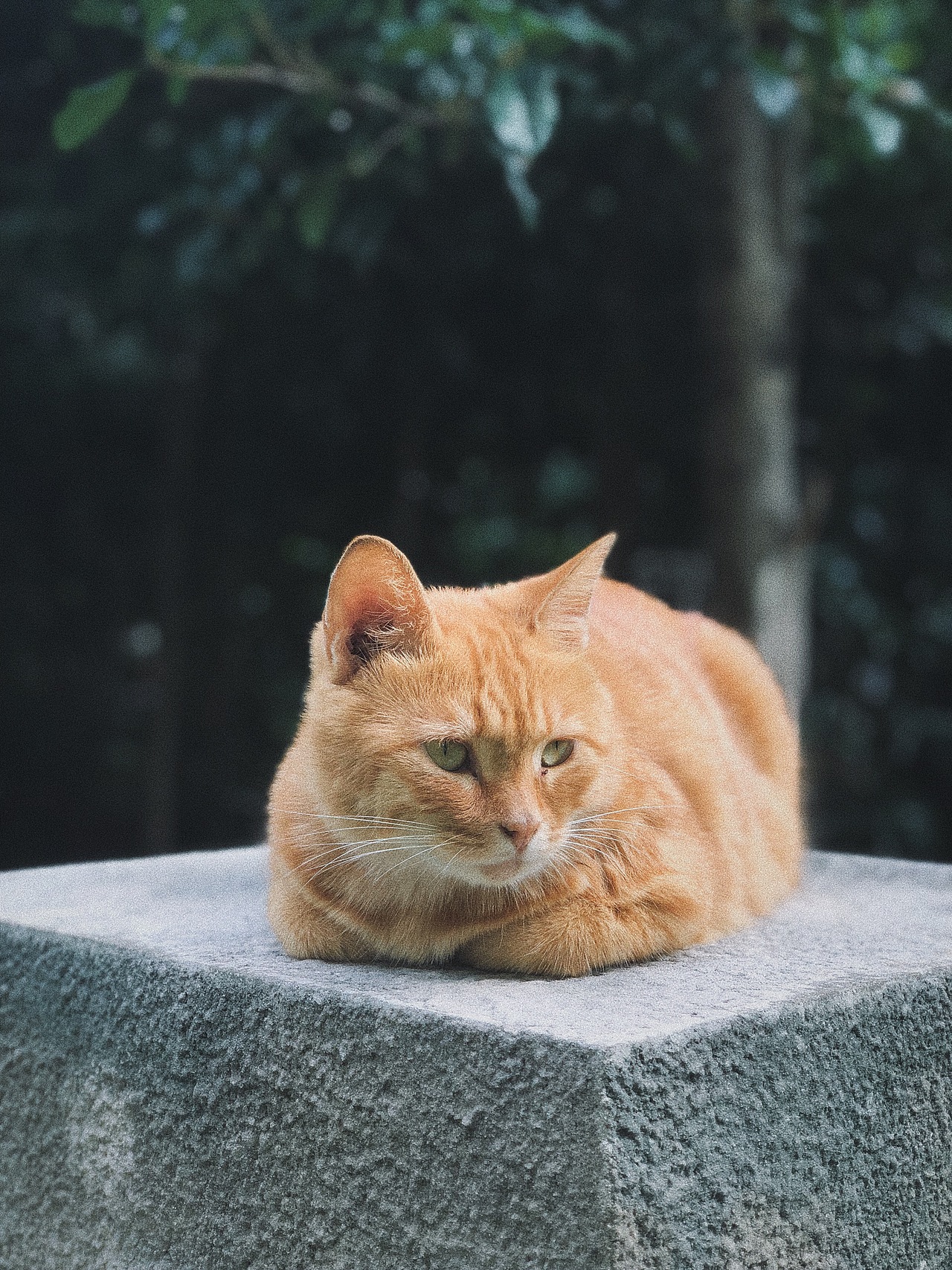 小区的猫（图ZMTI5MjkxNzMy） - 宠物摄影 - 站酷设计师暁花阿原创素材 - 站酷ZCOOL