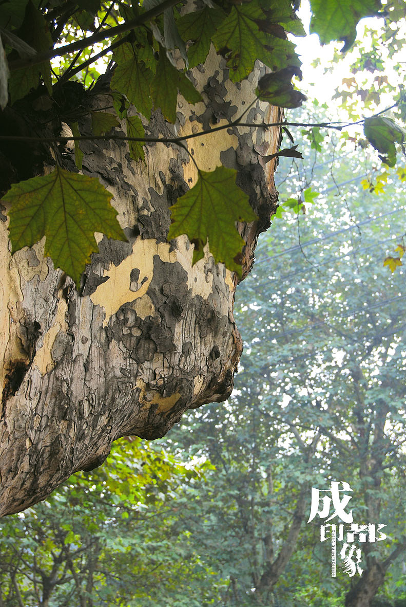 成都印象（1）原创（图ZMjM2OTE2） - 风光摄影 - 站酷设计师马强原创素材 - 站酷ZCOOL