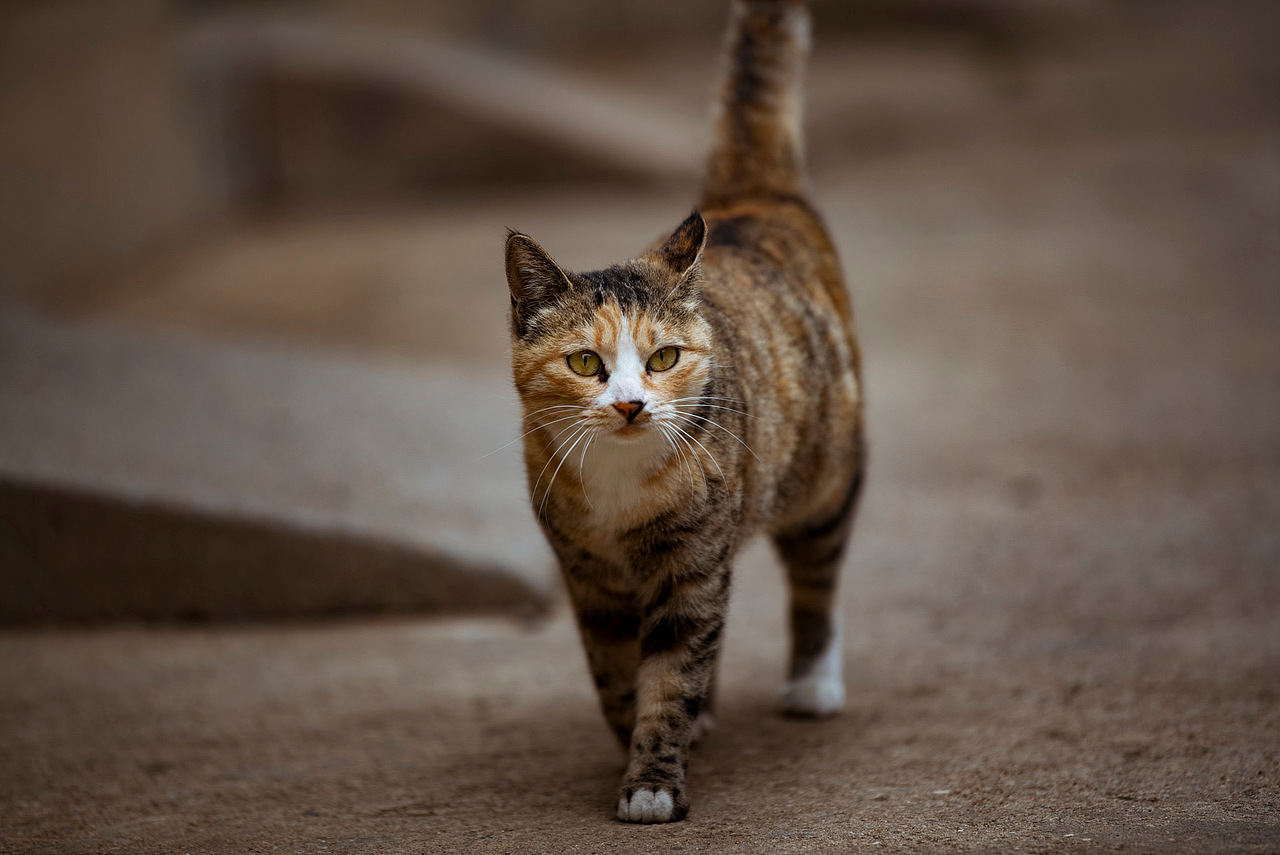 家门口的小野猫