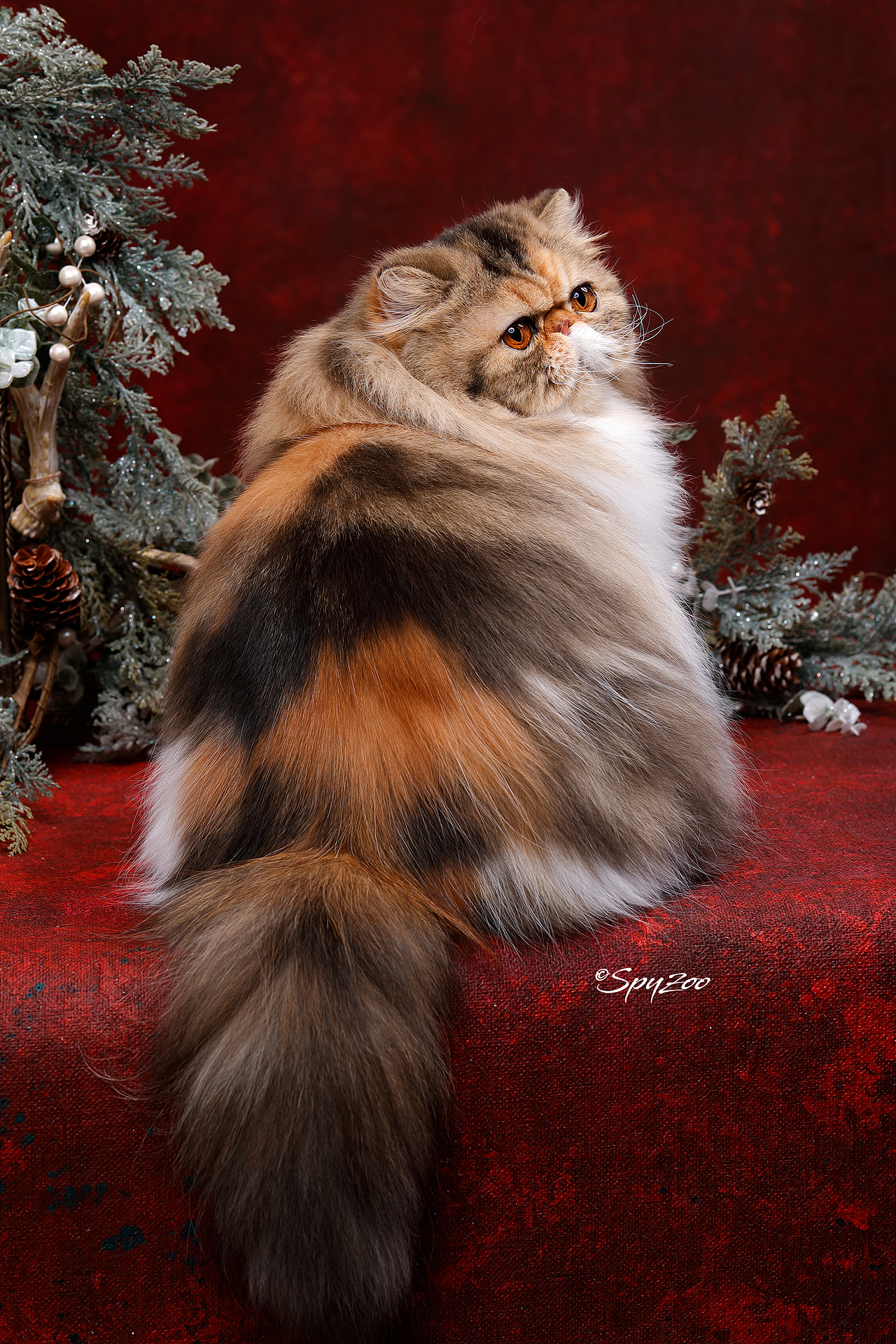 從聖誕拍到春節一個月中的貓賽拍攝（图ZMTkzODE5MjQ4） - 宠物摄影 - 站酷设计师spyzoo原创素材 - 站酷ZCOOL