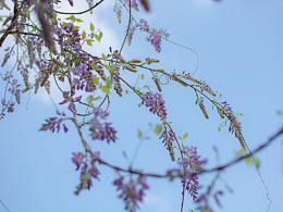 好天氣加成，適合出門拍拍花花草草