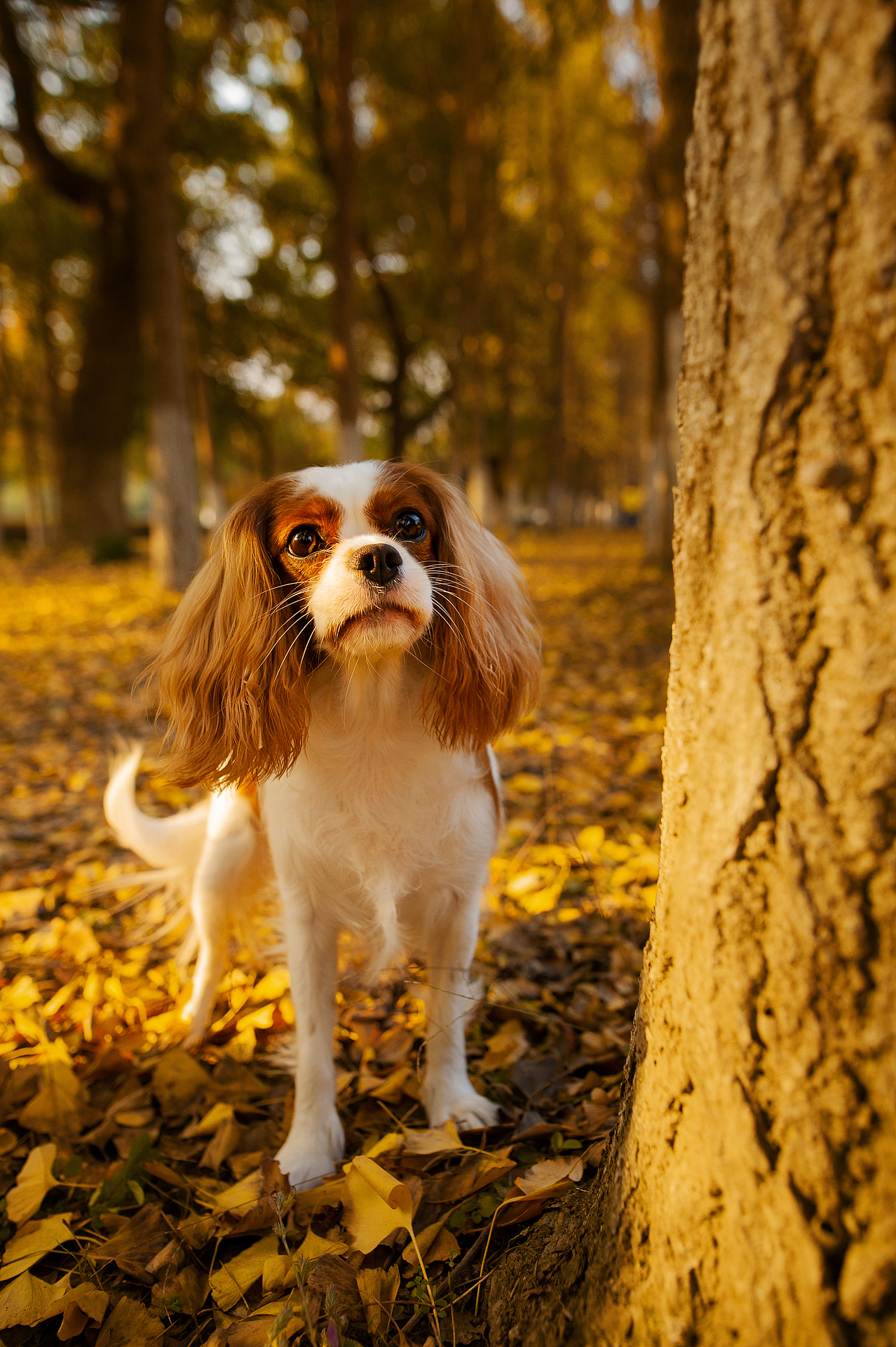 查理王小猎犬flora,应季的银杏【均木纪实宠物摄影】