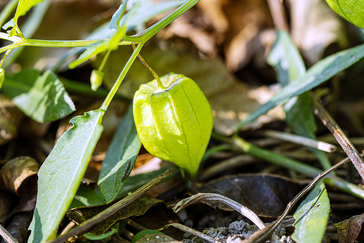 绿意盎然灯笼果（图ZMTg4ODk2ODg0） - 风光摄影 - 站酷设计师大侠彭娜娜原创素材 - 站酷ZCOOL