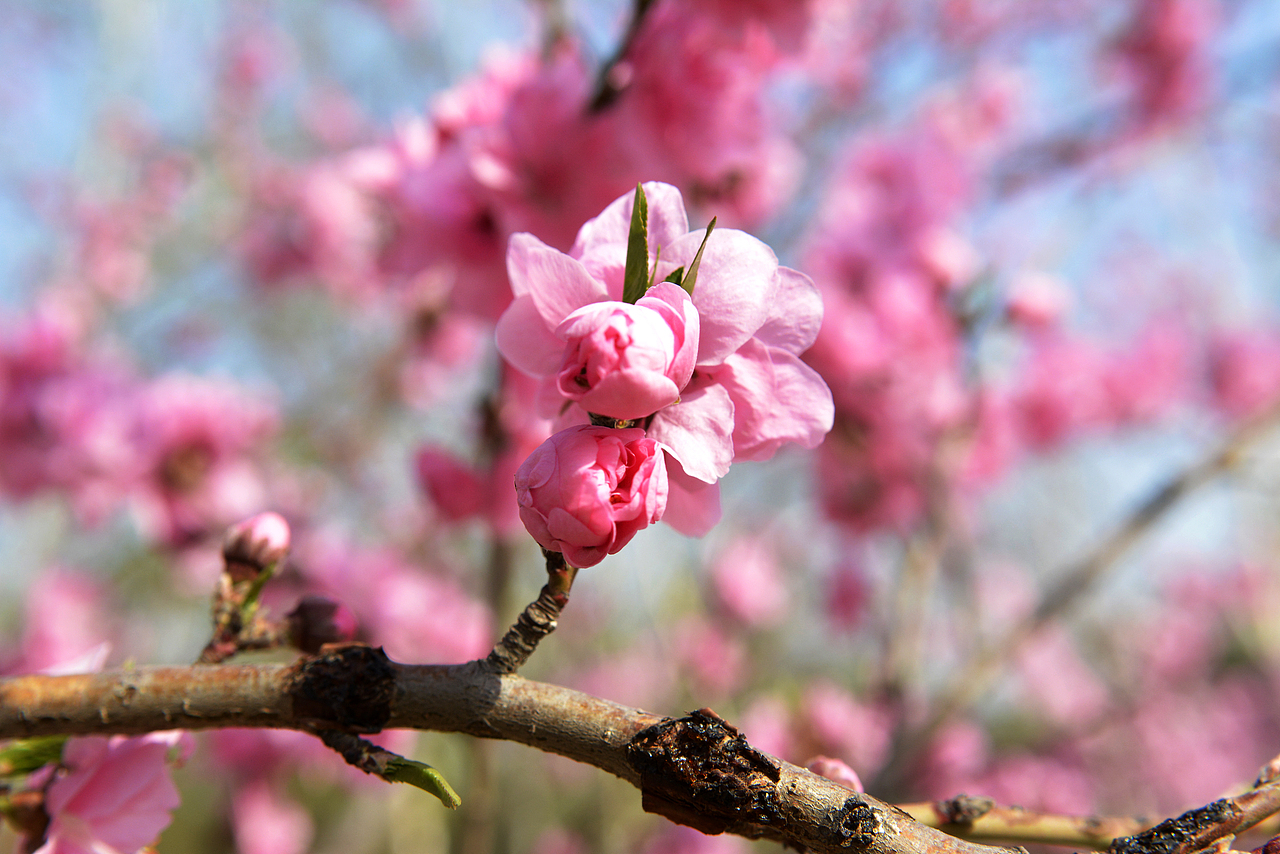 《清明节·我和植物园二》