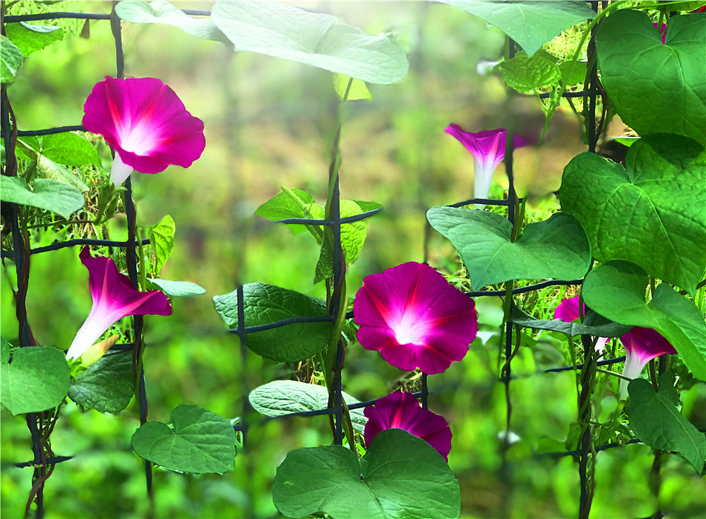 刘勇良手机纪实摄影:七夕节的喇叭花