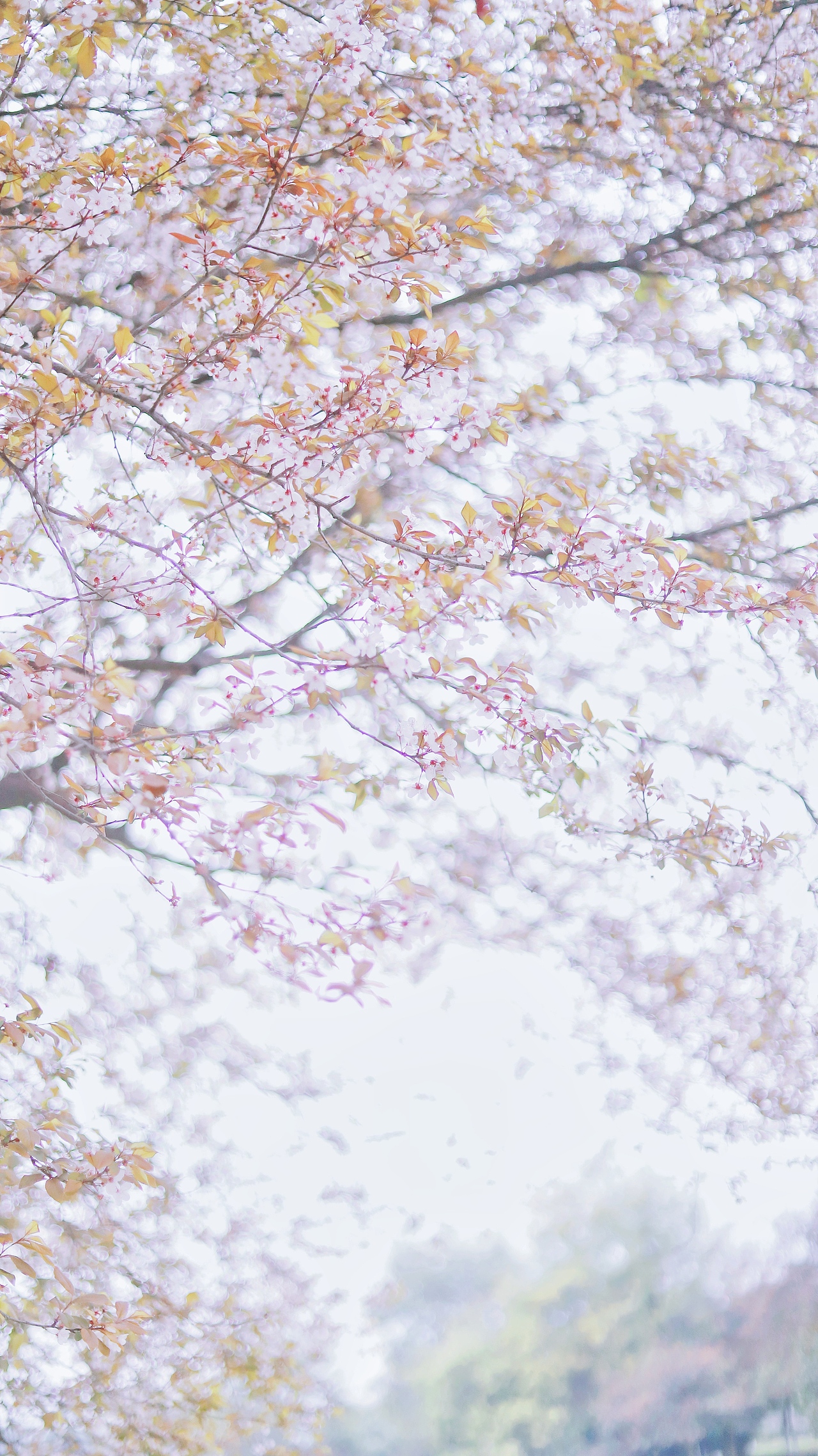 花枝春满，山河无恙，人间皆安（图ZMjAzODE4NTI0） - 风光摄影 - 站酷设计师吴所畏_原创素材 - 站酷ZCOOL