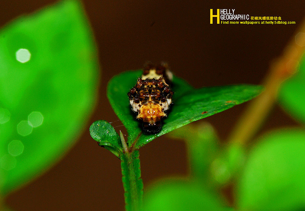 花椒凤蝶低龄幼虫,呈鸟屎状,很好的避开了天敌.
