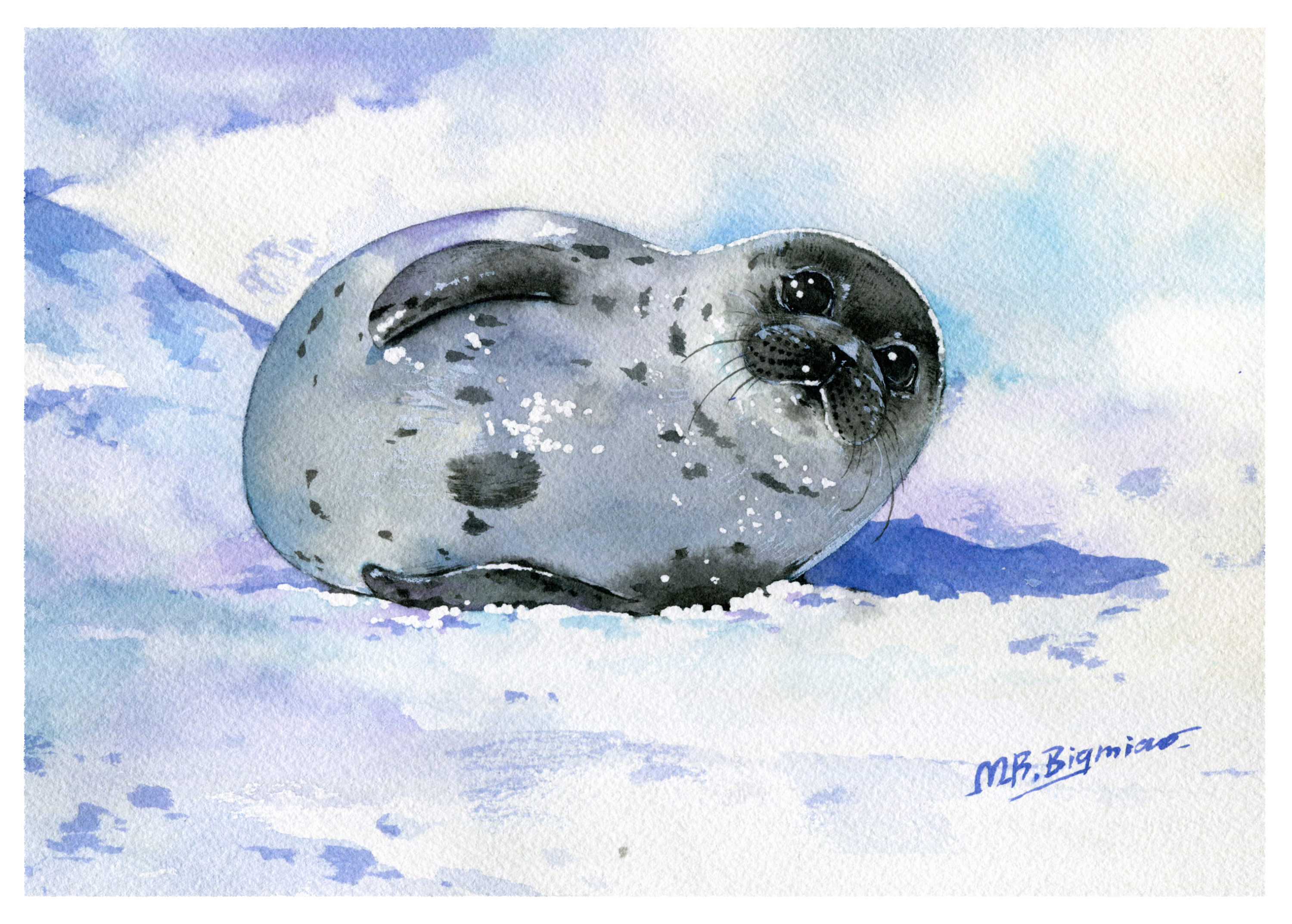 可爱的小海豹-详细步骤