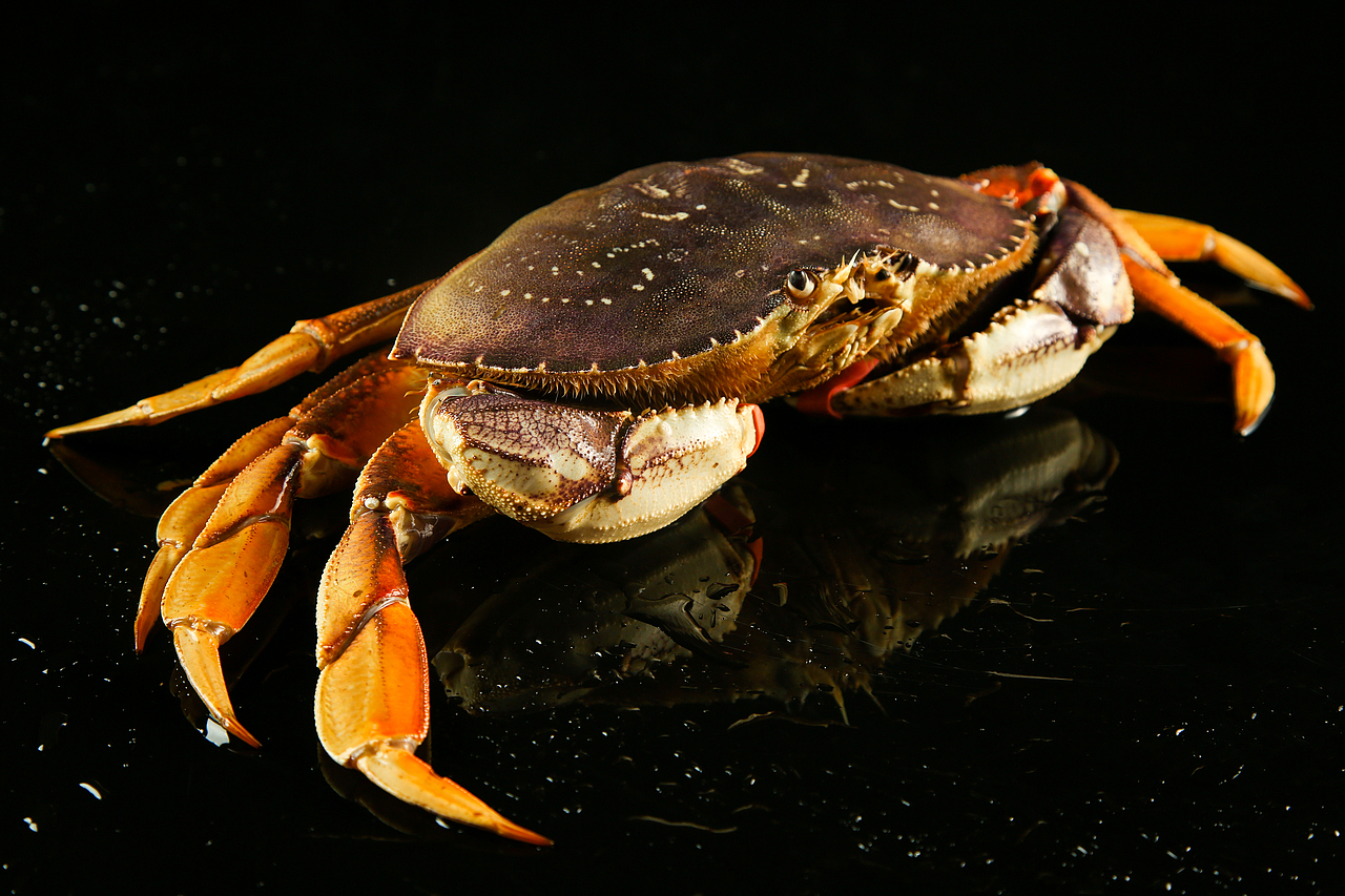 美食摄影丨一组生猛海鲜（图ZMTY4NjkxOTM2） - 产品摄影 - 站酷设计师伟世李原创素材 - 站酷ZCOOL