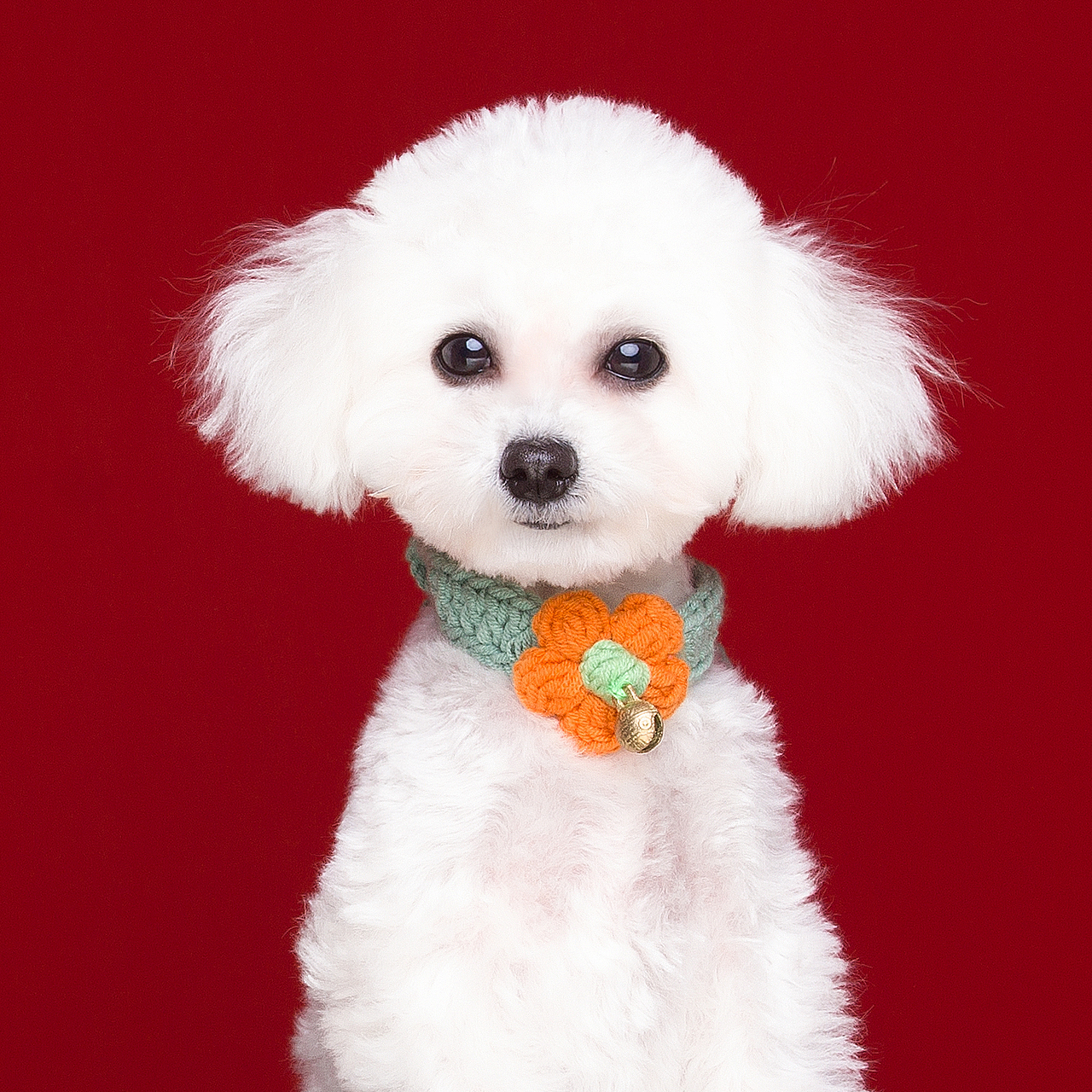 比熊肖像（图ZMjM1MzEzMzQ4） - 宠物摄影 - 站酷设计师薄荷味的笑原创素材 - 站酷ZCOOL