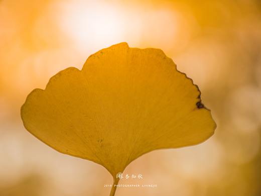 銀杏知秋（個人主頁-ZNDEzNzg0ODg=） - 風(fēng)光攝影 - 站酷設(shè)計師與海為鄰原創(chuàng)素材 - 站酷ZCOOL