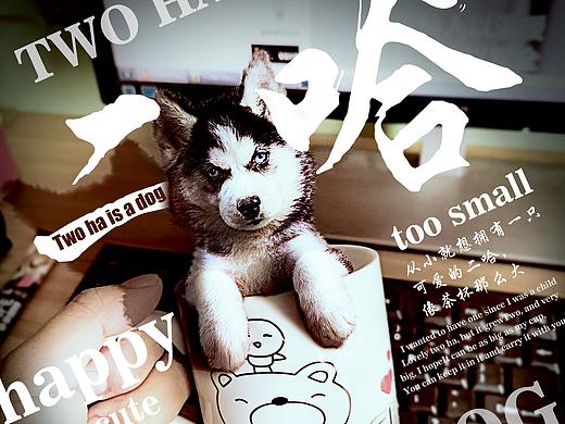 茶杯大的二哈，那该多有趣