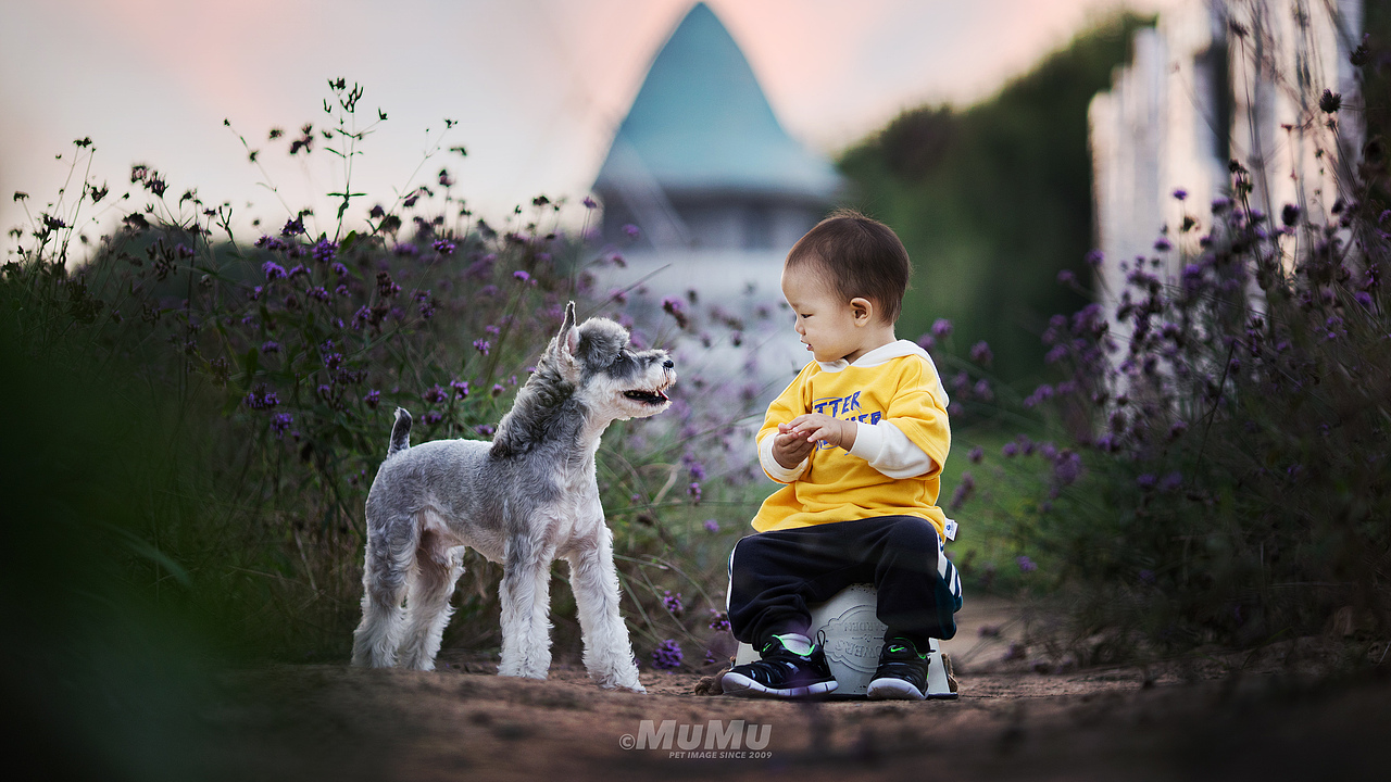 穆牧摄影-宠物摄影(2020总结1)