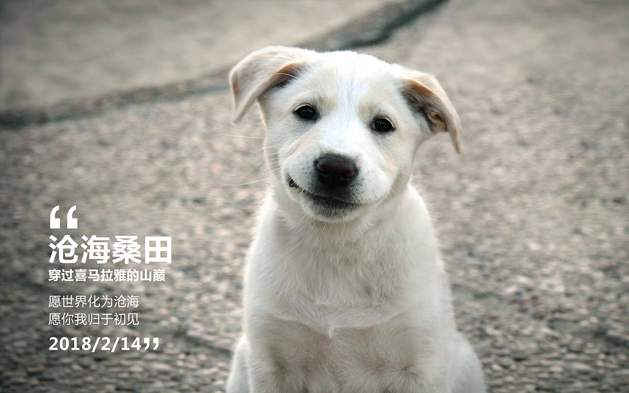 情人节，请爱护单身狗！|网页|Banner/广告图|空白的白 - 原创作品 - 站酷 (ZCOOL)