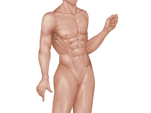 人体肌肉练习/手部练习/人体三视图练习头部四视图练习