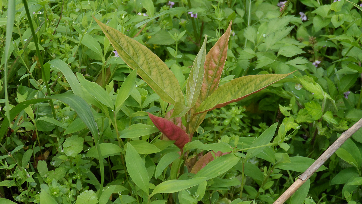 2013家里的那些花 (二)