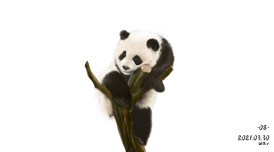 熊猫侧面插画图片