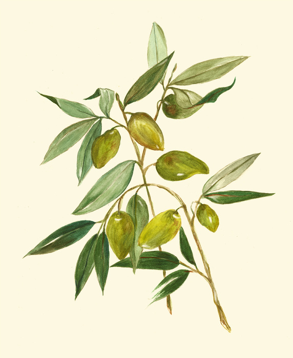 橄榄枝