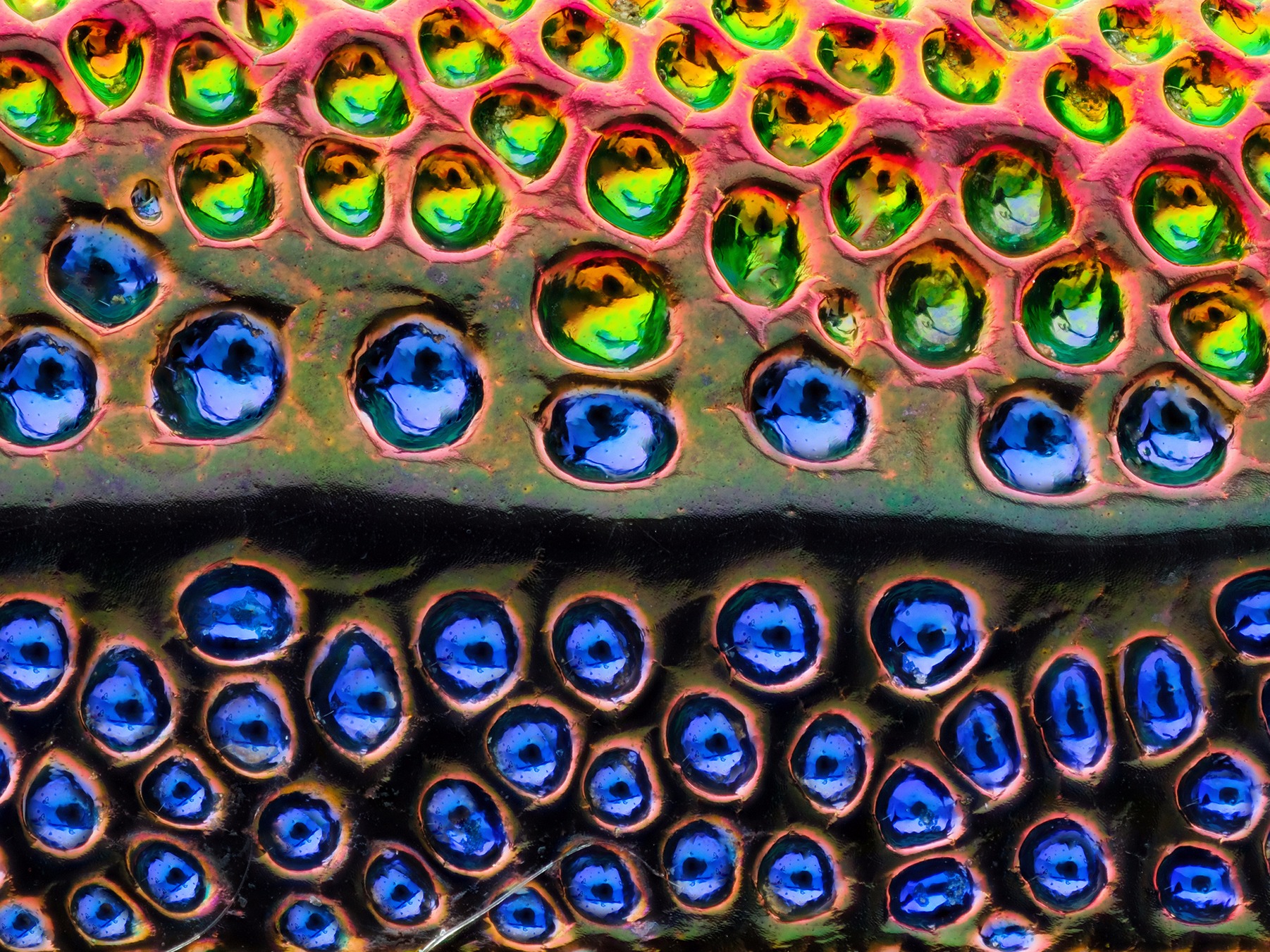 大自然赐予生命的色彩-瓜哥微距堆叠系列