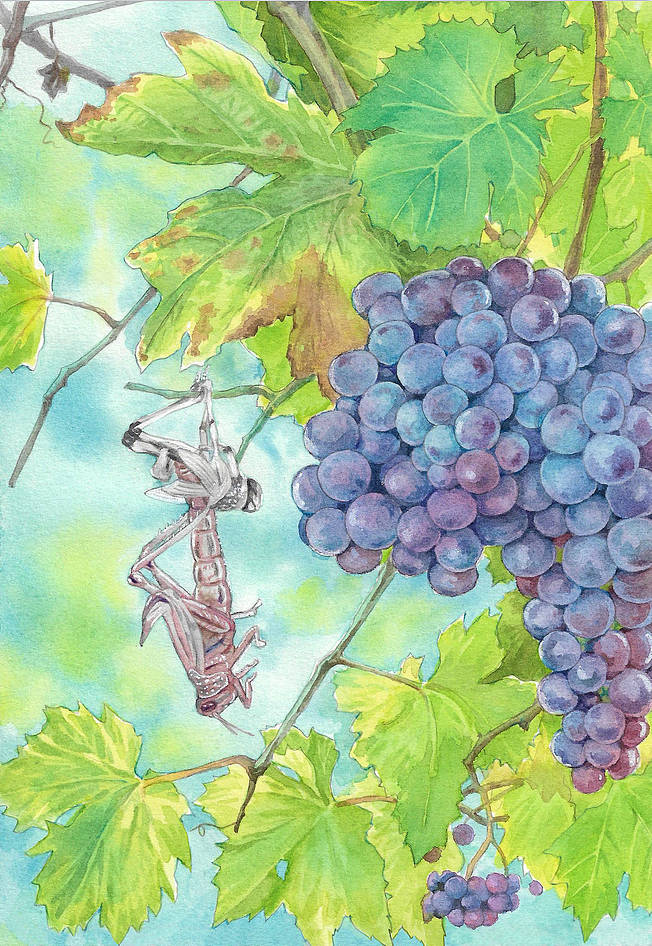 动植物水彩插图 （已出版）（图ZMzQ0MjIwODMy） - 儿童插画 - 站酷设计师影可洛夫斯基原创素材 - 站酷ZCOOL