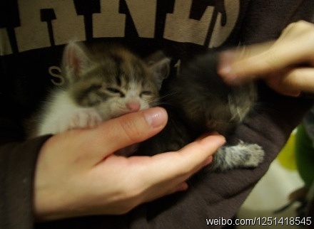 猫儿子郝幸福（图ZMjYwNjE3OTY=） - 宠物摄影 - 站酷设计师Tusan了了原创素材 - 站酷ZCOOL