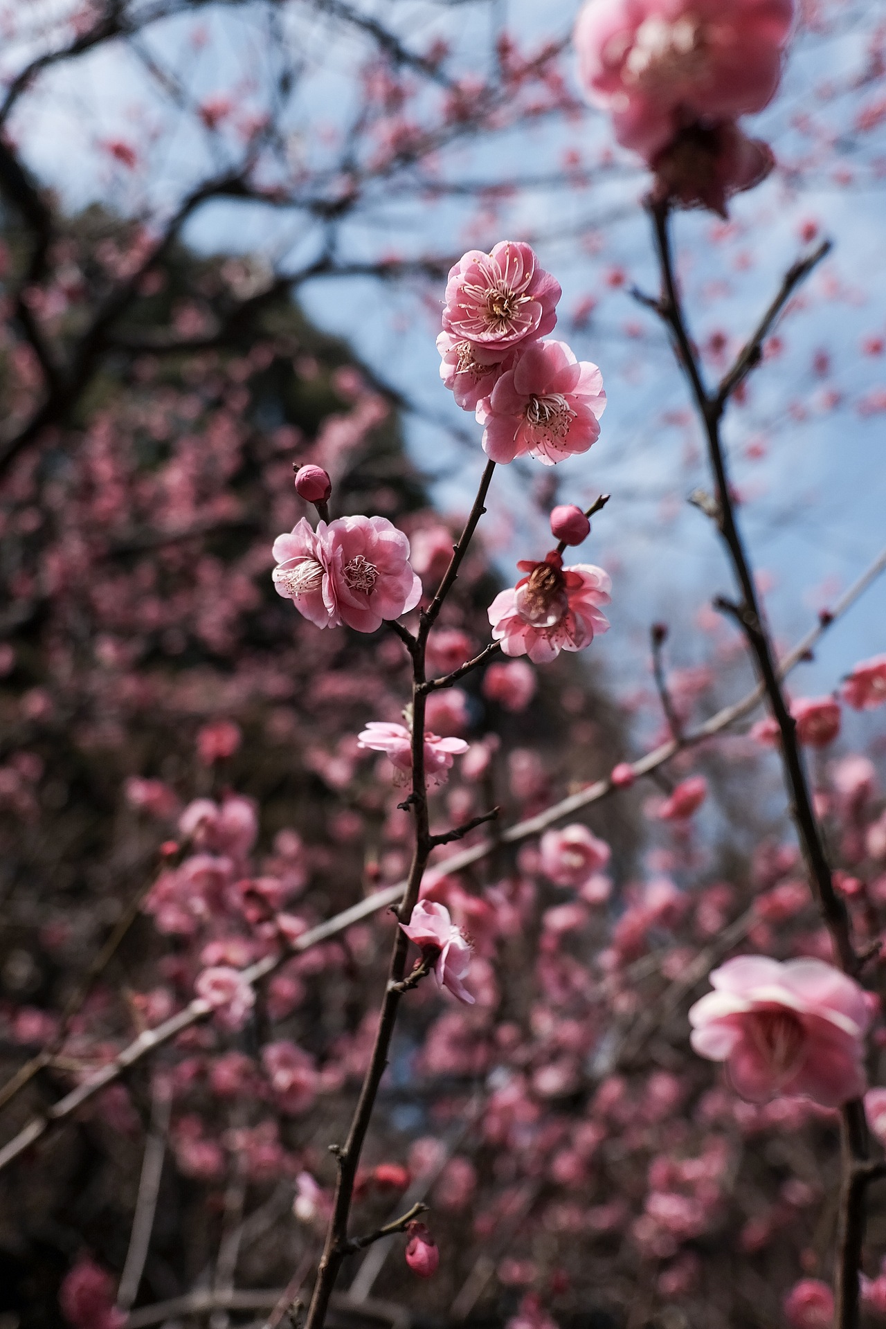 二月份的日本国自由行