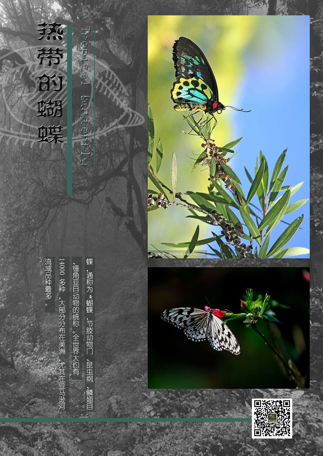 热带雨林展示设计（图ZOTc2MTQzMjQ=） - 海报 - 站酷设计师深蓝千万里原创素材 - 站酷ZCOOL