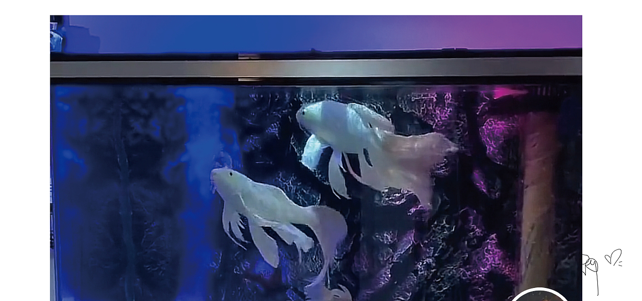 星光系列插画（图ZMjg2NzgxMzIw） - 创作习作 - 站酷设计师陈偏偏原创素材 - 站酷ZCOOL