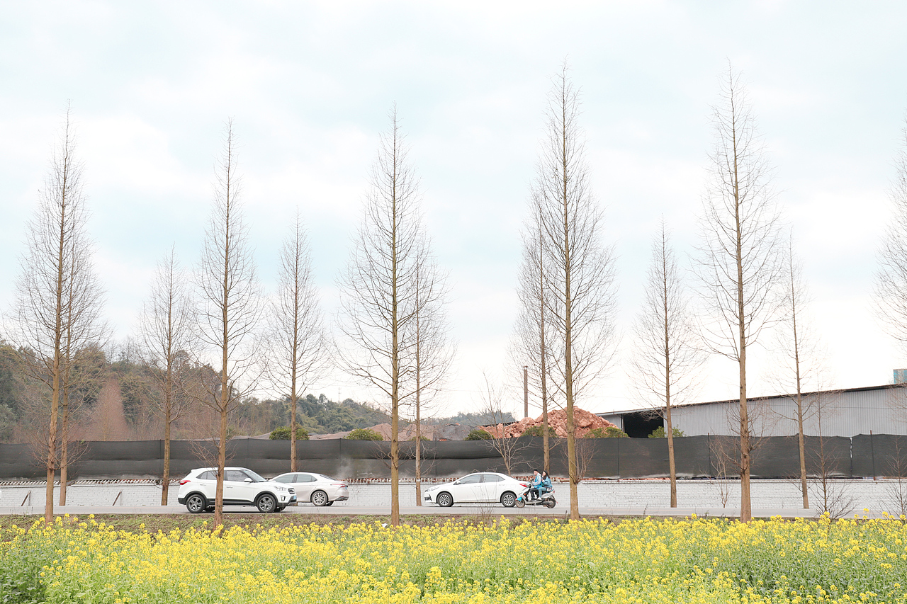 3月，花开的季节