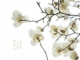 #花花世界#春來無事 只為花忙