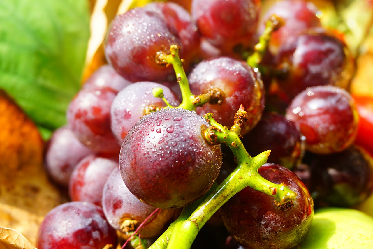 水果摄影（图ZMjIyNjQxMTY4） - 产品摄影 - 站酷设计师Z75671391原创素材 - 站酷ZCOOL