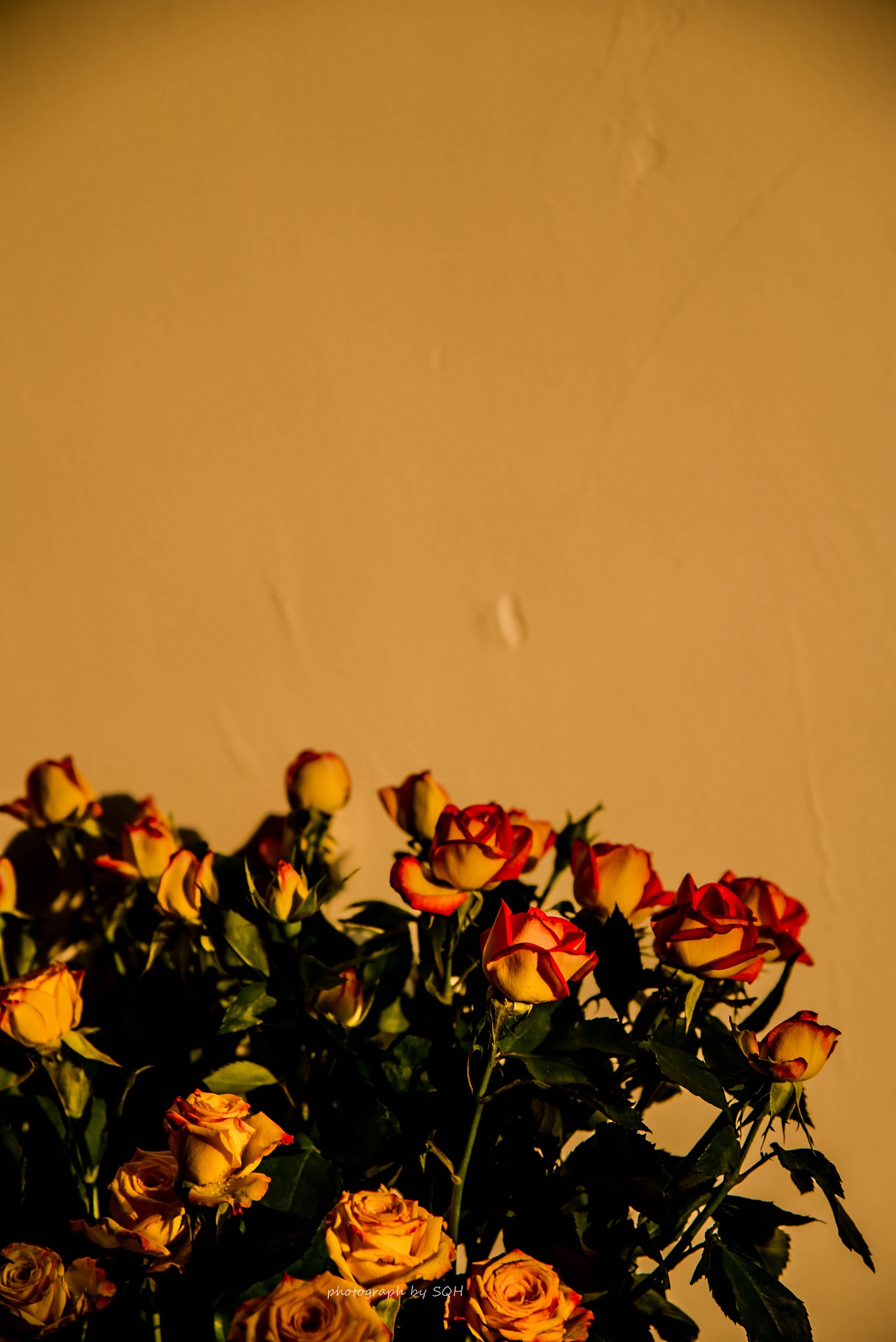 落日款多头玫瑰拍摄