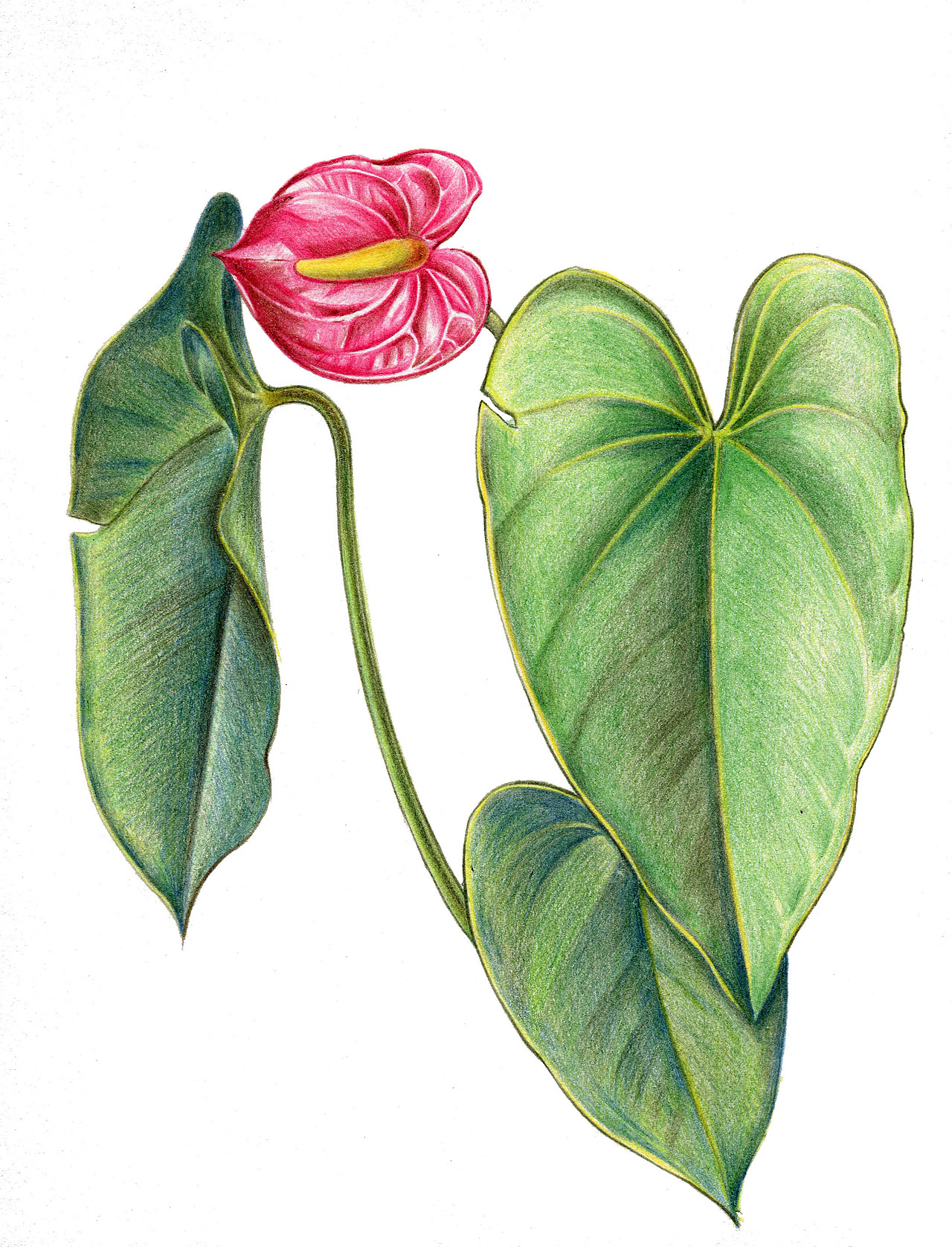 花老道的花与道系列之植物画一