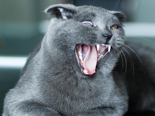 蓝皮，皮老板日常（个人主页-ZNDAxMzQ1NTI=） - 宠物摄影 - 站酷设计师花菜呢花菜原创素材 - 站酷ZCOOL