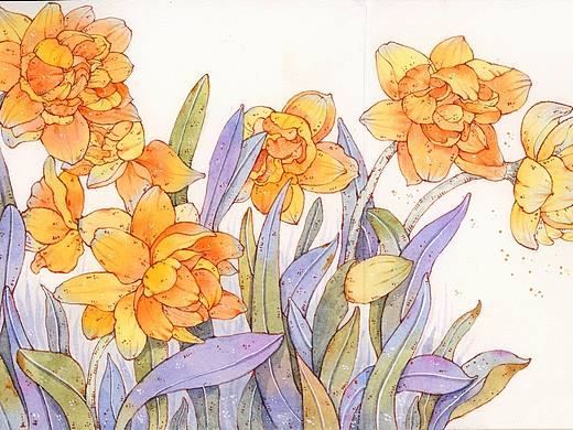 水彩——重瓣水仙