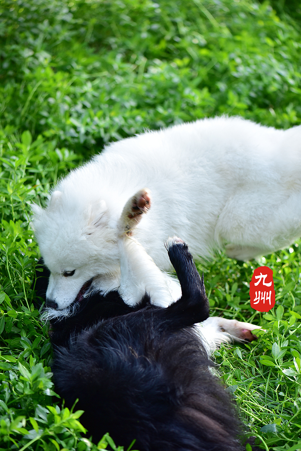 相爱相杀黑白双煞