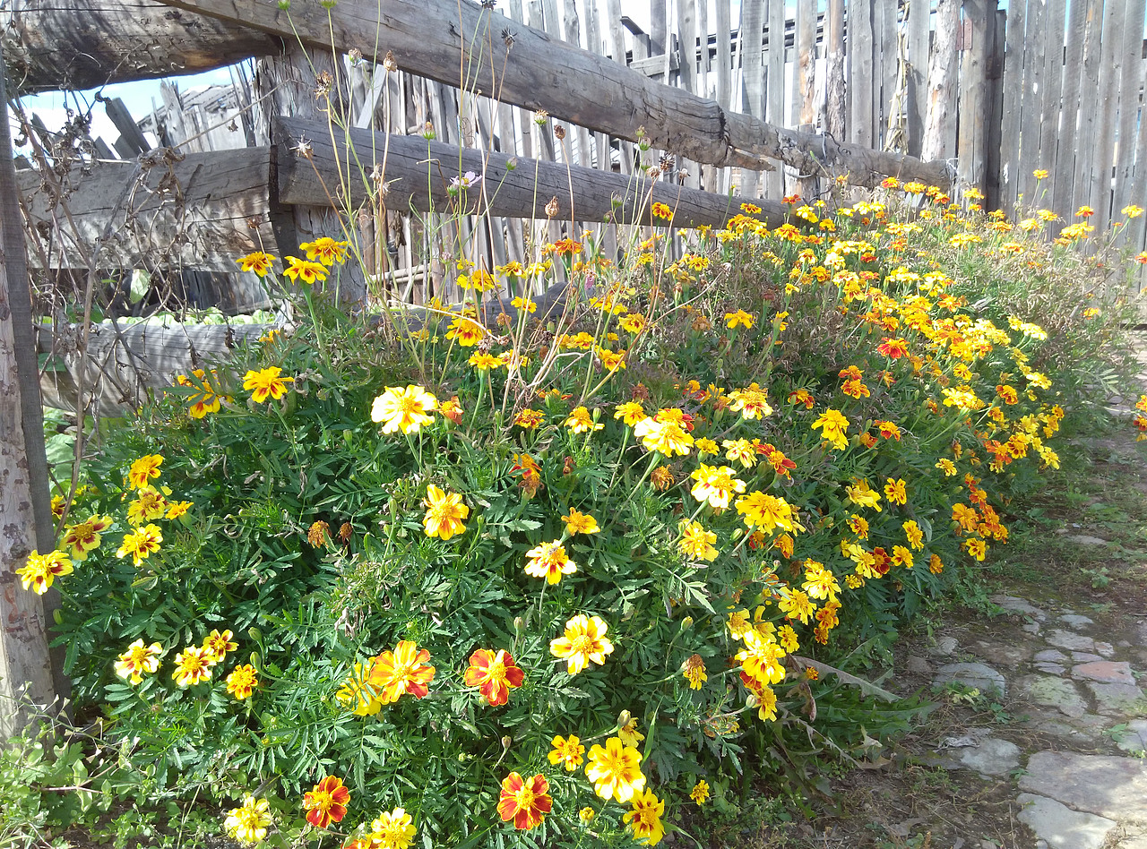 不见房屋有多好，可以说有点破烂，围墙更是歪歪倒倒，就是这两片花丛的点缀，一下觉得主人应该是一个很有生活情趣的人。