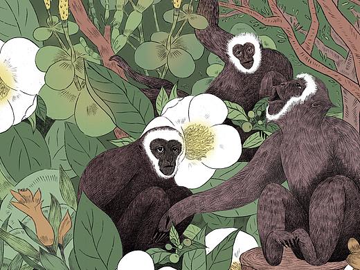 容品牌雨林古树茶包装插画创作
