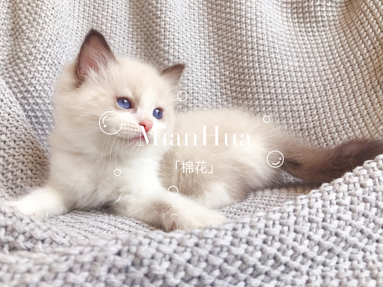 深圳家庭高颜值海豹双色妹妹找家长