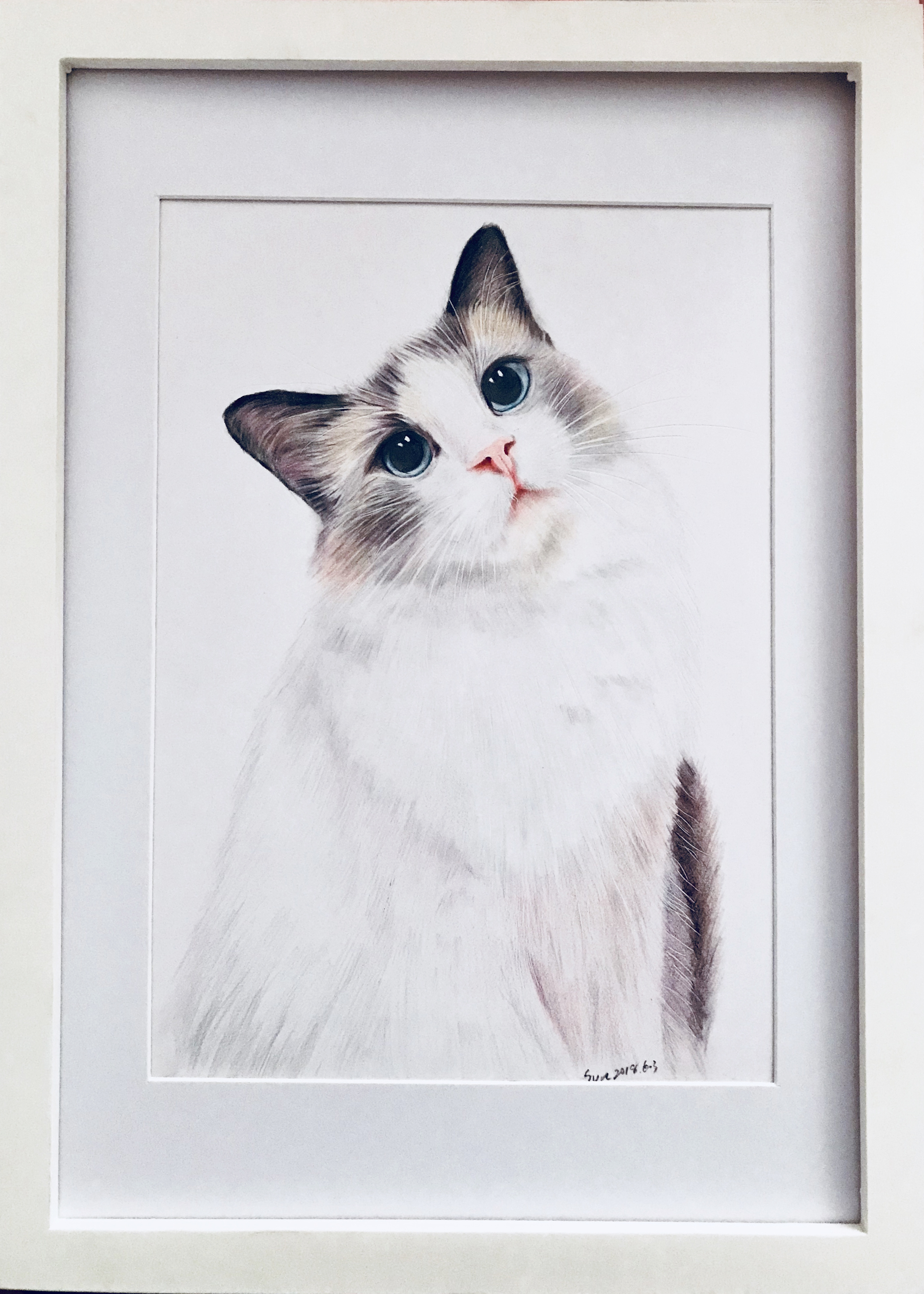 猫彩铅画