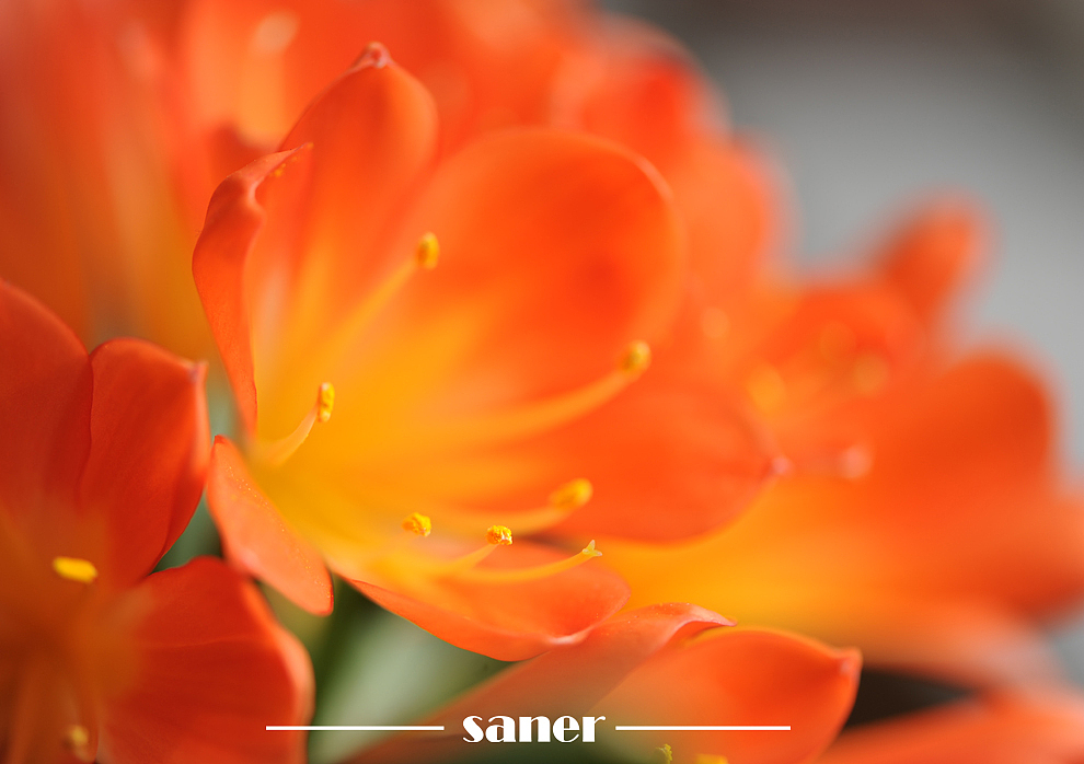君子之兰-微距花卉摄影【SANER】（图ZOTI3NDY1Ng==） - 风光摄影 - 站酷设计师l7989l原创素材 - 站酷ZCOOL