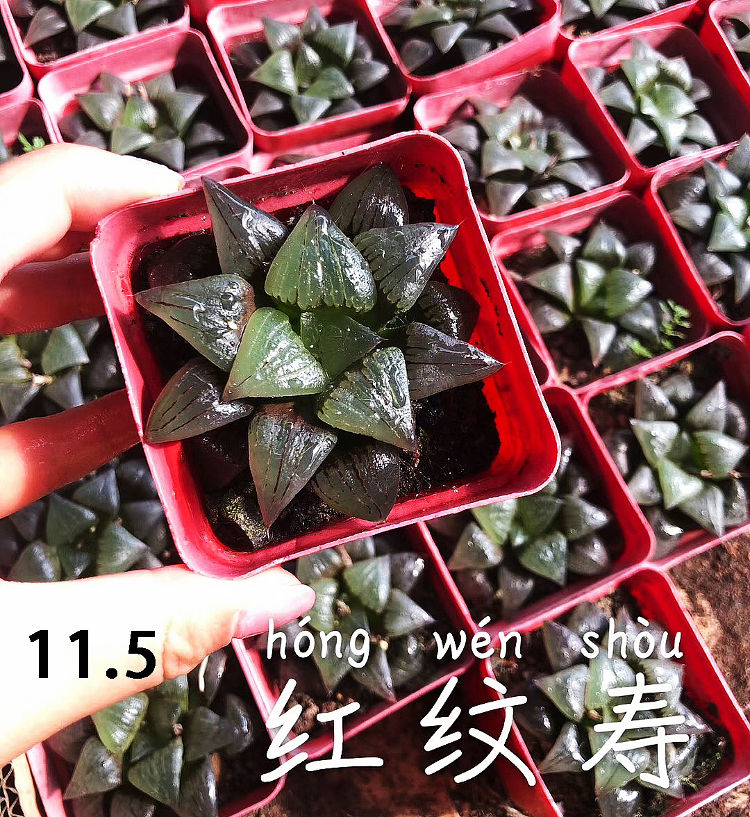 云南东南亚多肉绿植（图ZMTU1NDUxODM2） - 产品摄影 - 站酷设计师绿植玩家原创素材 - 站酷ZCOOL