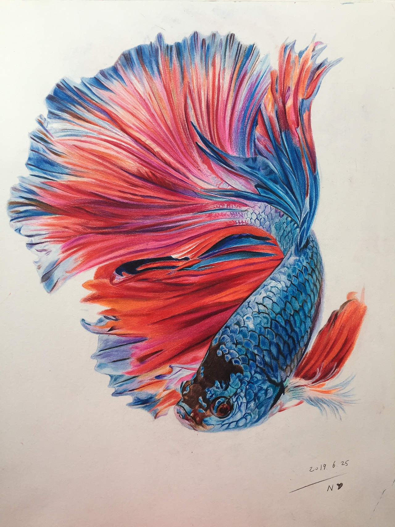 彩铅手绘  斗鱼