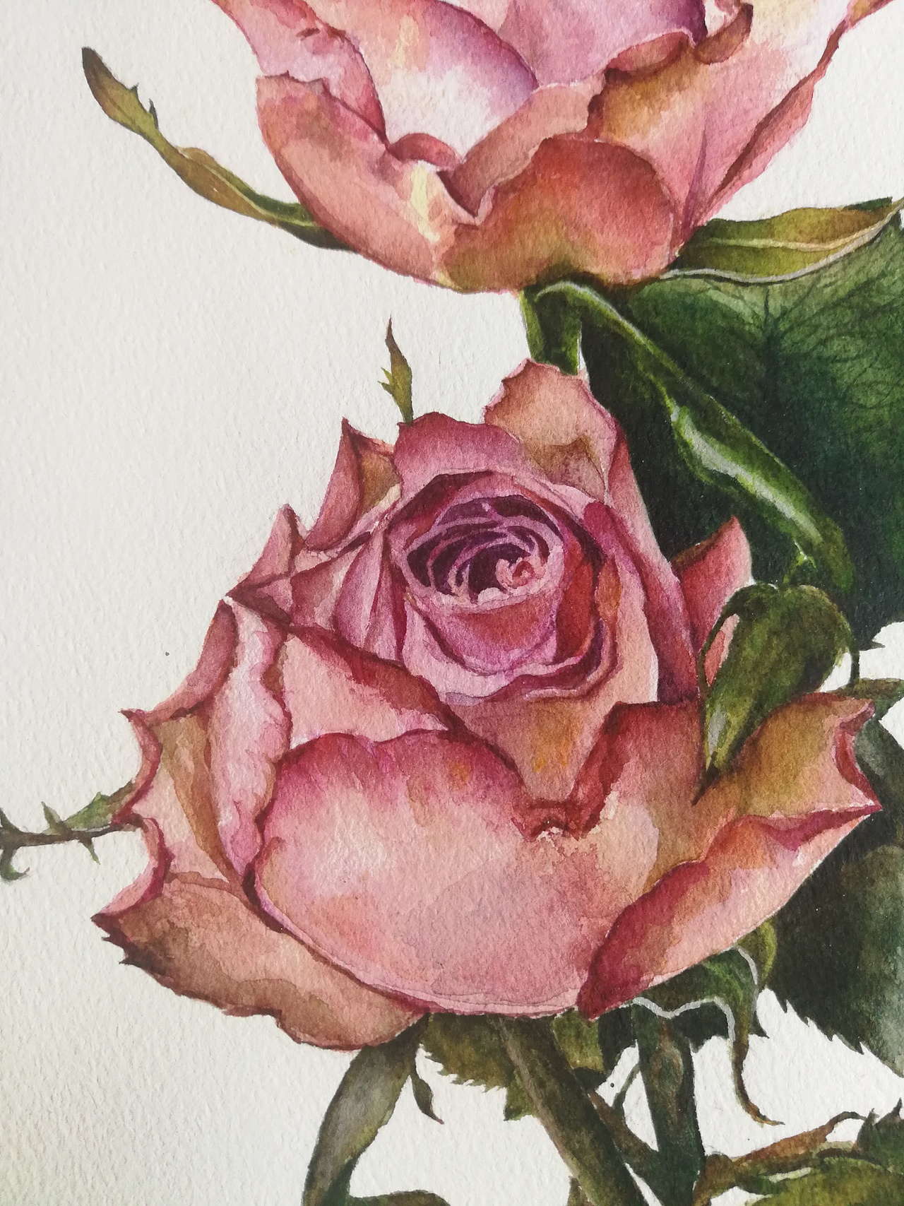 分享收藏【水彩】玫瑰写生【水彩】莲花一组马克笔临摹学习【水彩】一