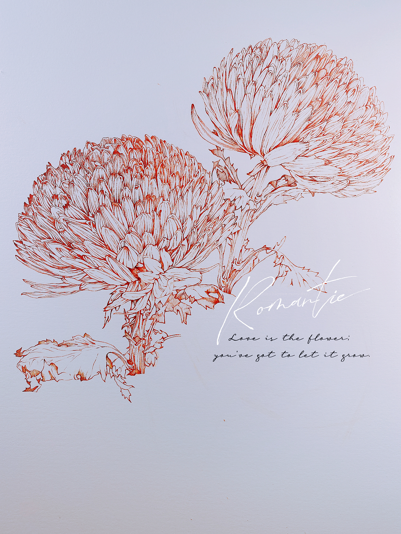 蘸水笔针管笔｜牡丹菊（吸色）