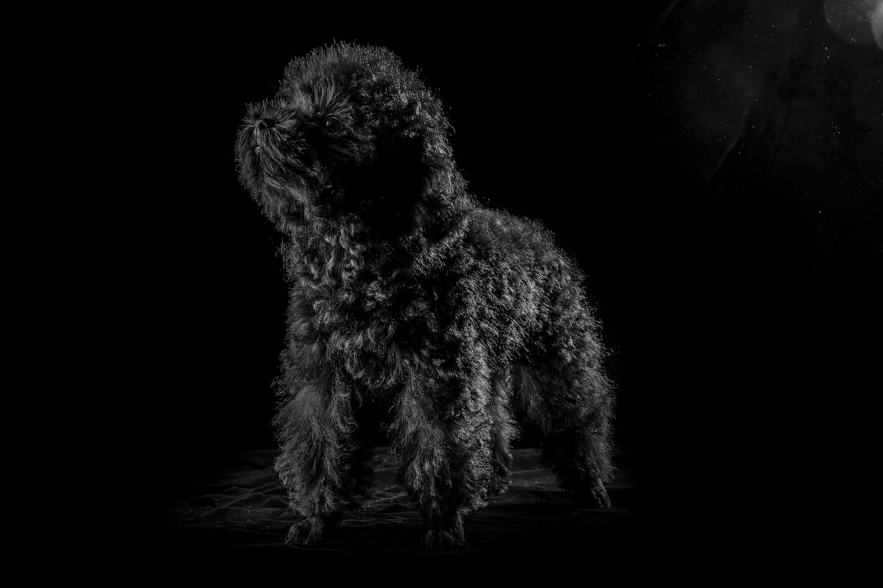 随手拍丨巨兽豆宝